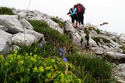 28 Sentiero tra fiori e dolomia